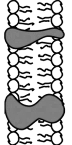 integral membrane proteins