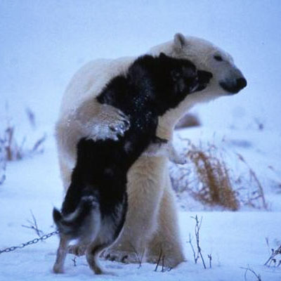 polar bear and dog play